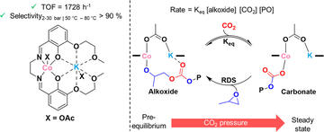 A graphical abstract showing on the left the catalyst structure and associated catalytic metrics, and on the right a depiction of the equilibria and rate-determining step for CO2 epoxide copolymerization